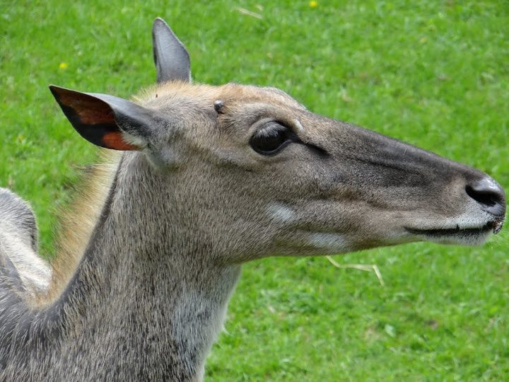 Boselaphus tragocamelus