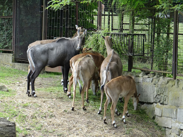 Boselaphus tragocamelus