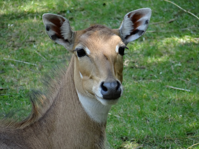 Boselaphus tragocamelus