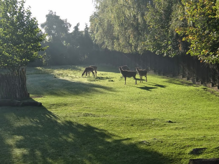 Boselaphus tragocamelus