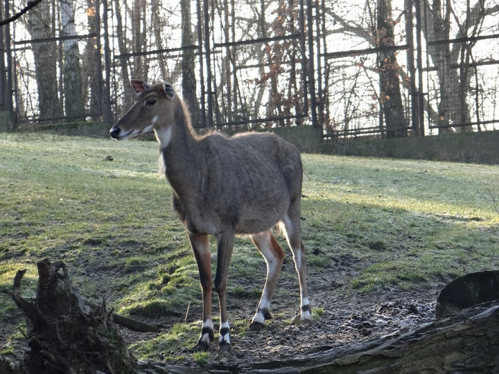 Boselaphus tragocamelus