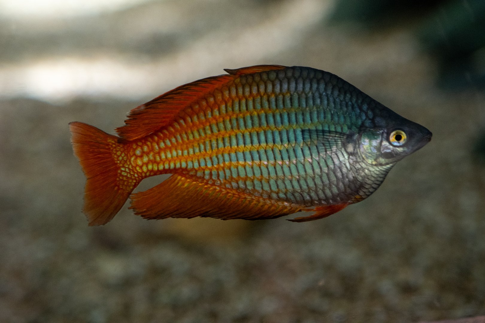 Boseman's rainbowfish