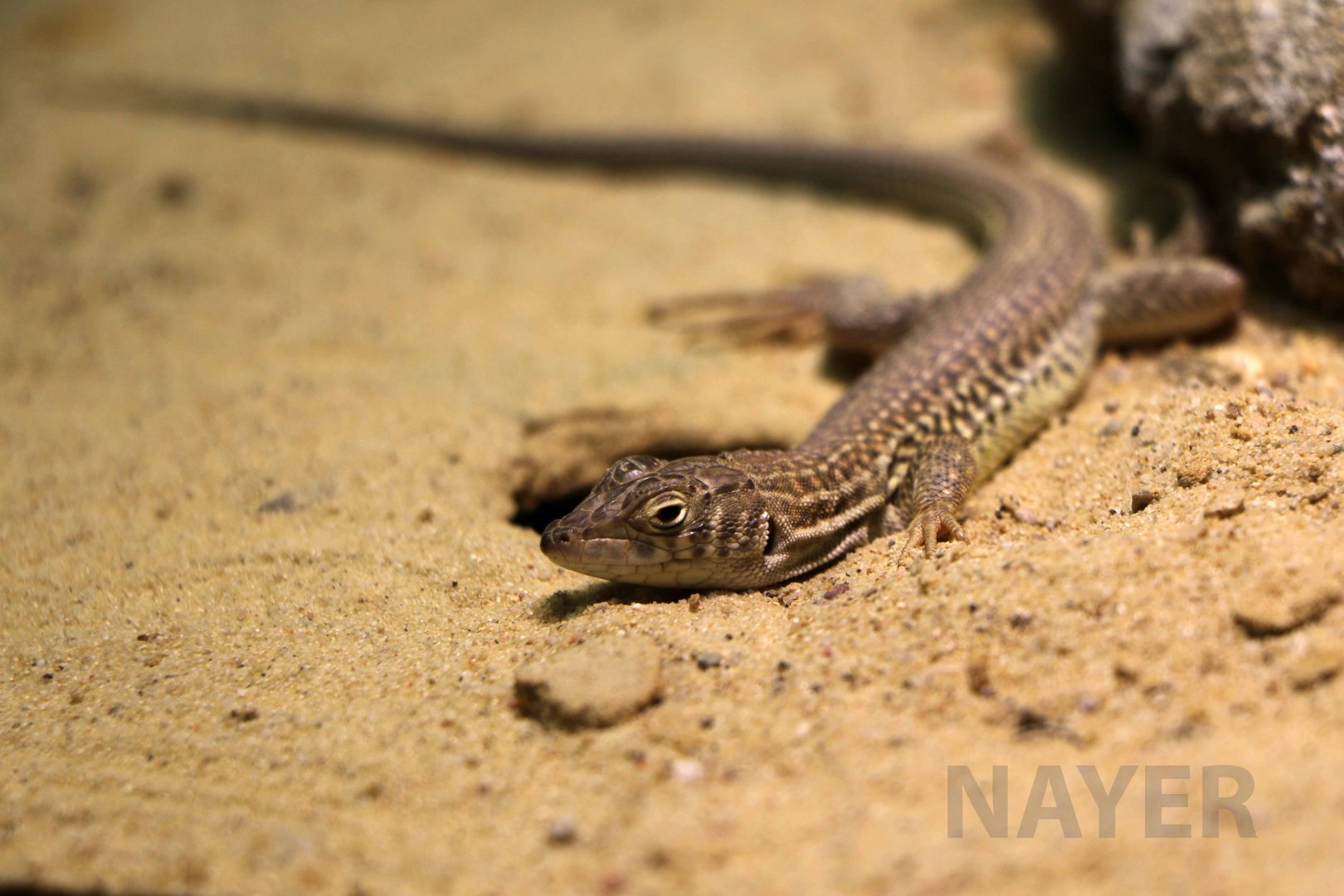 Bosk's fringe-toed lizard, April 2018