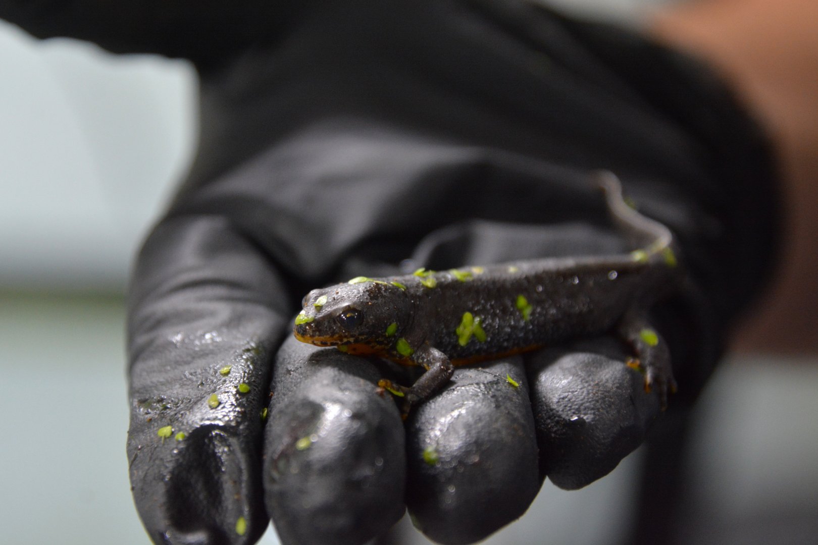 Bosnian alpine newt (Ichthyosaura alpestris reiseri)