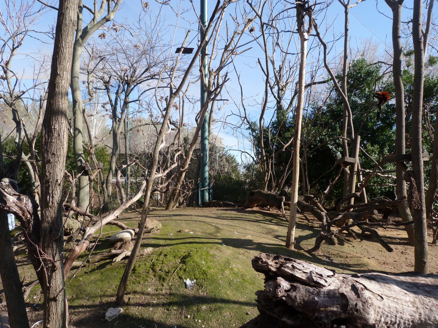 "Bosque Africano" walkthrough aviary -Faunia (2025)
