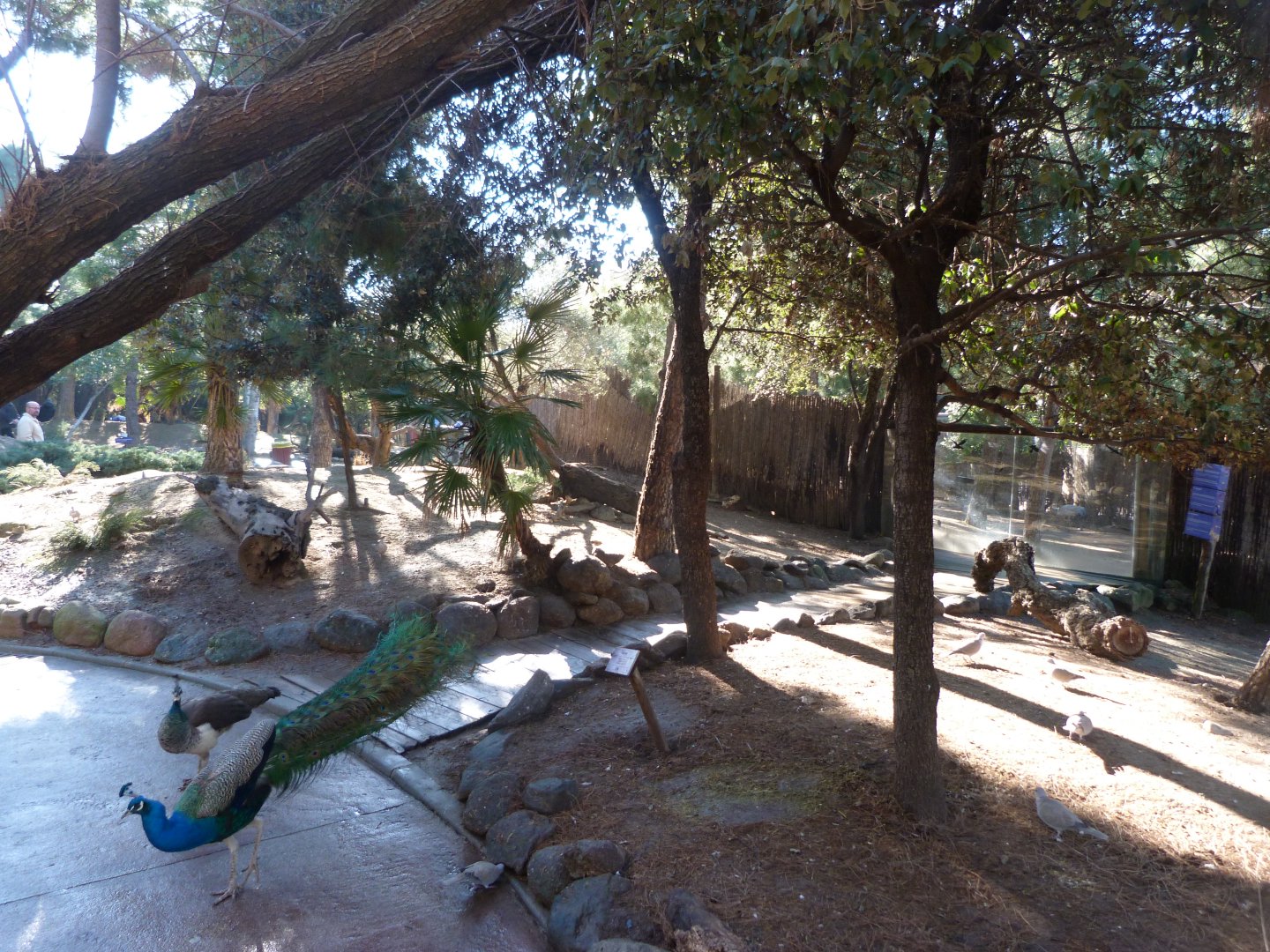 "Bosque templado" walkthrough exhibit -Faunia (2025)