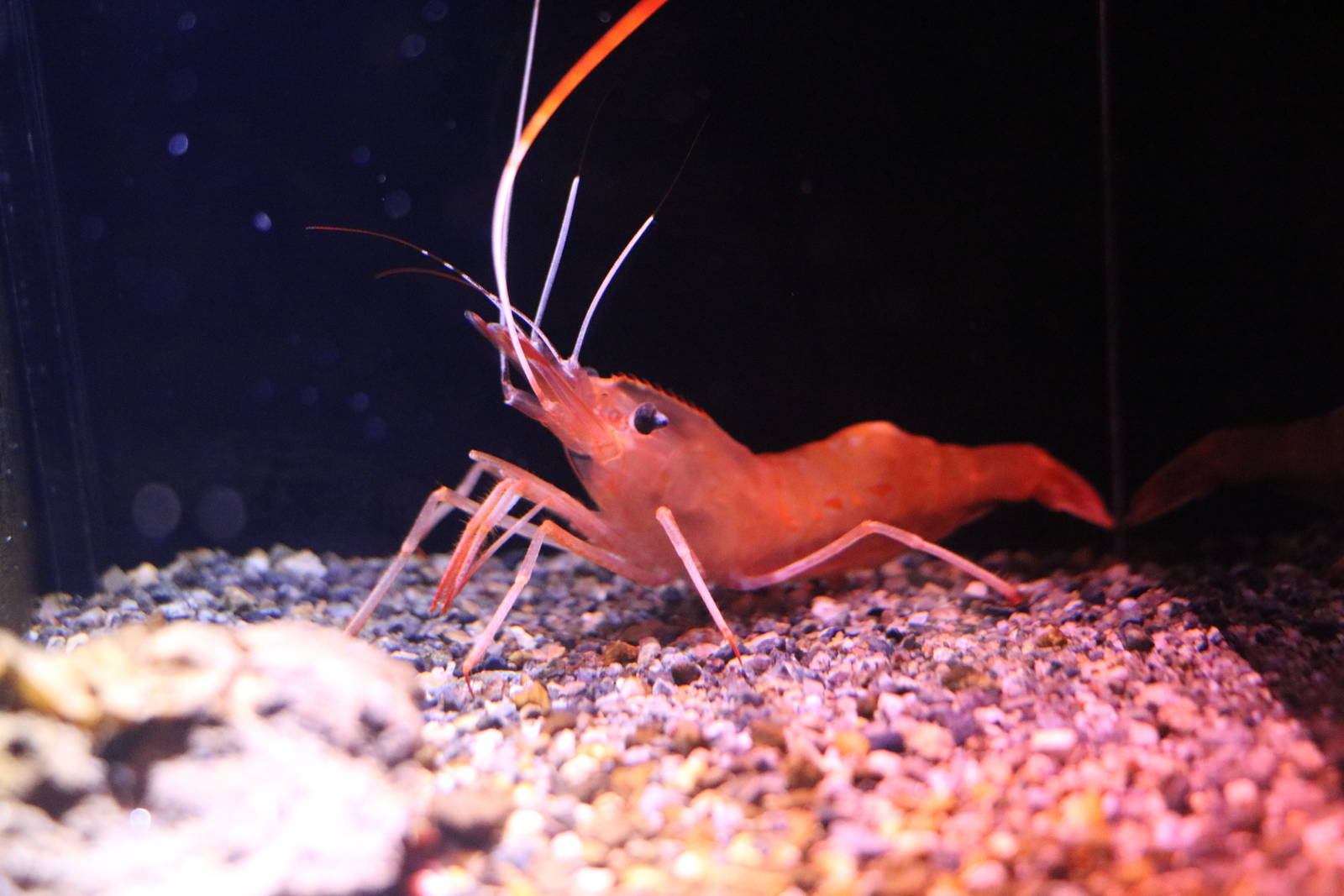 Botan shrimp, February 2016