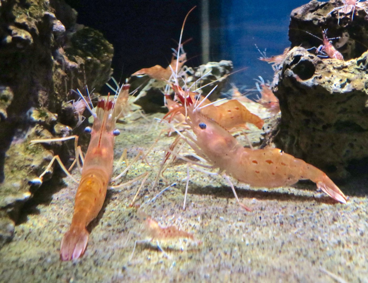Botan Shrimp (Pandalus nipponensis)