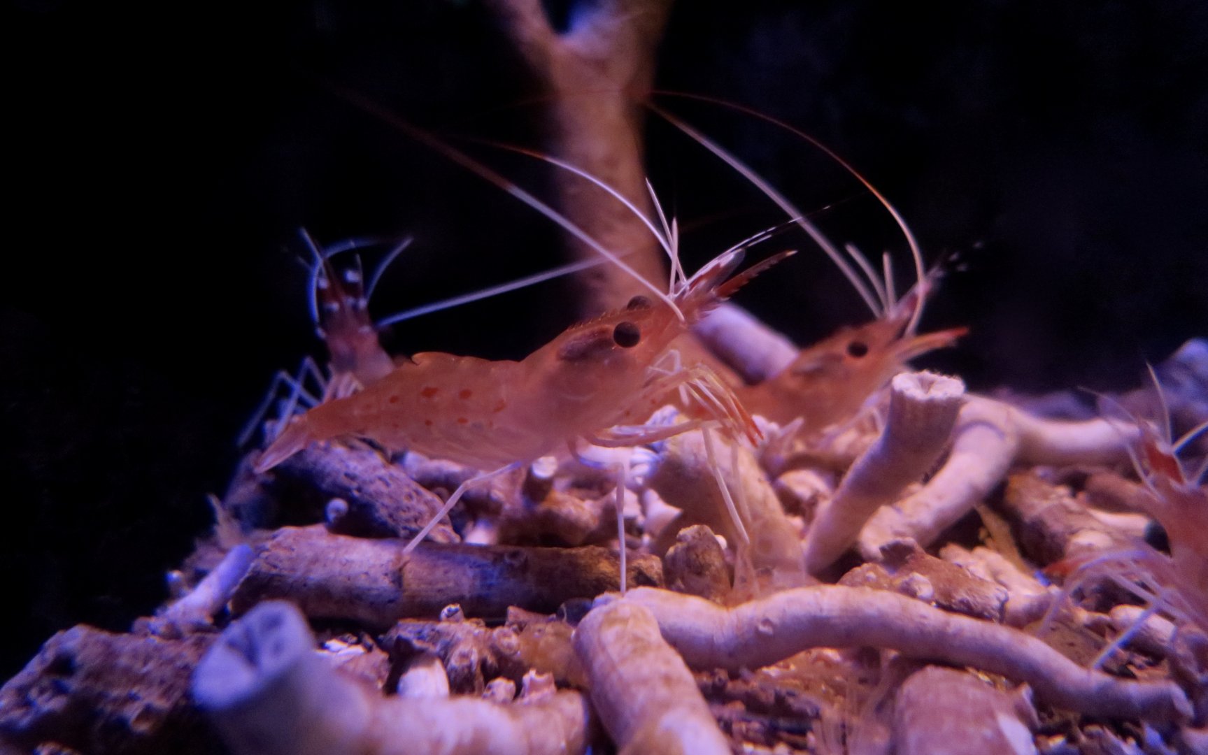 Botan Shrimp (Pandalus nipponensis)