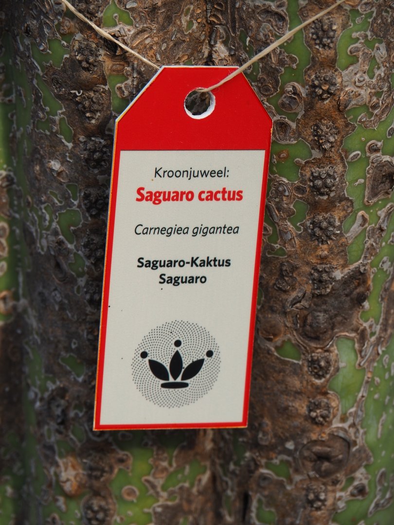 Botanical crown juwel Saguaro cactus sign (Sep 16th, 2018)