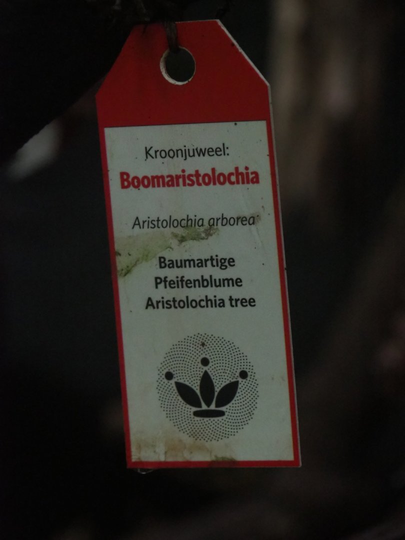 Botanical crown juwel sign on Aristolochia arborea (Sep 16th, 2018)