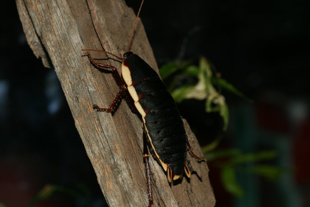 Botany Bay Cockroach