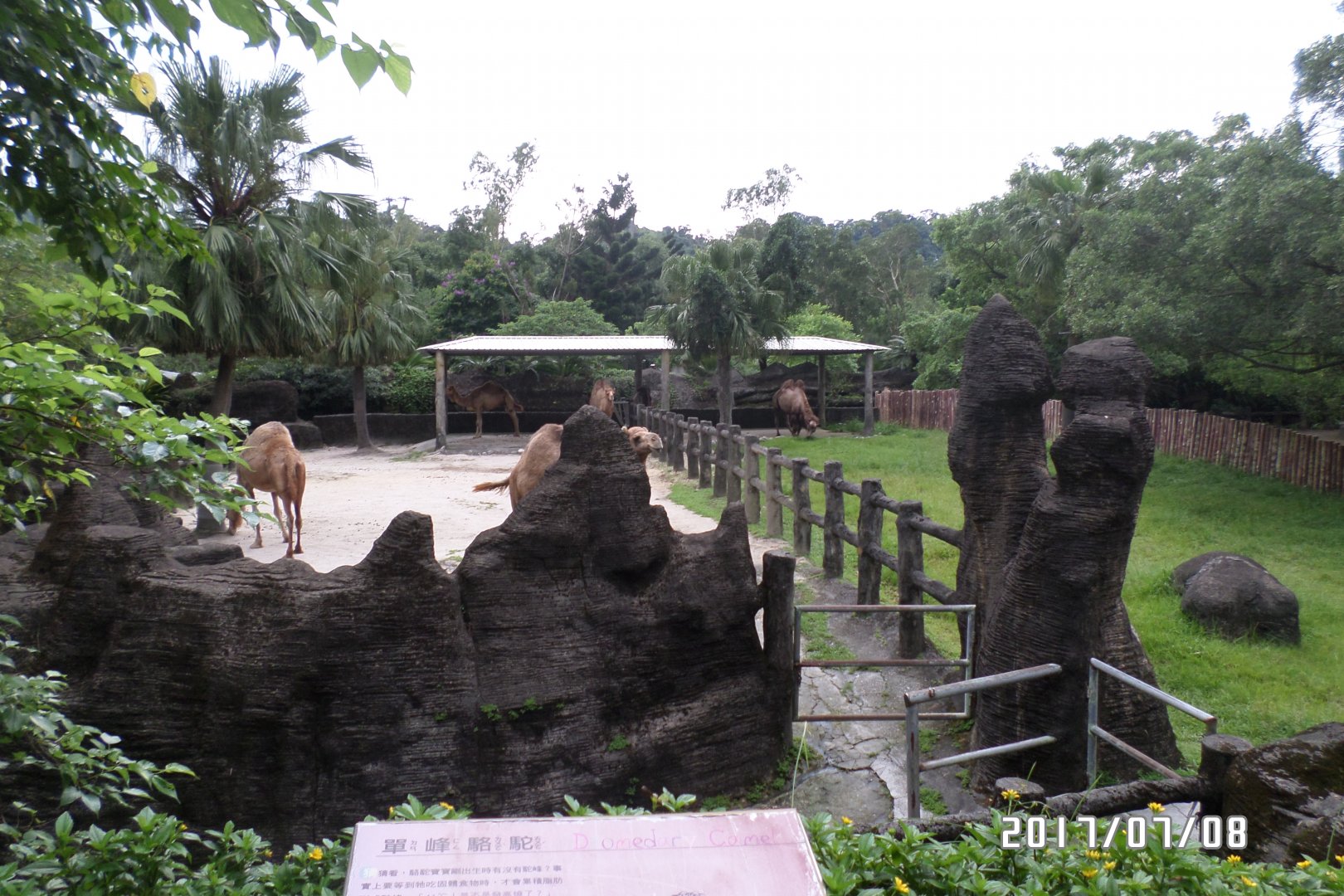 Both dromedary and bactrian camel