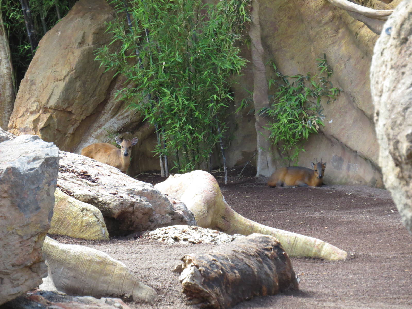 Both duiker species, June 2015