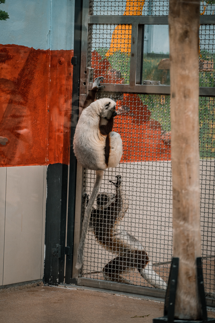 Both sifakas