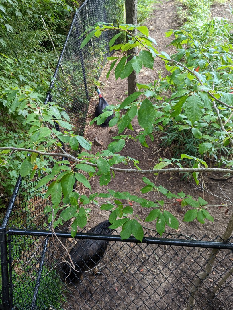 Both Southern Cassowaries together