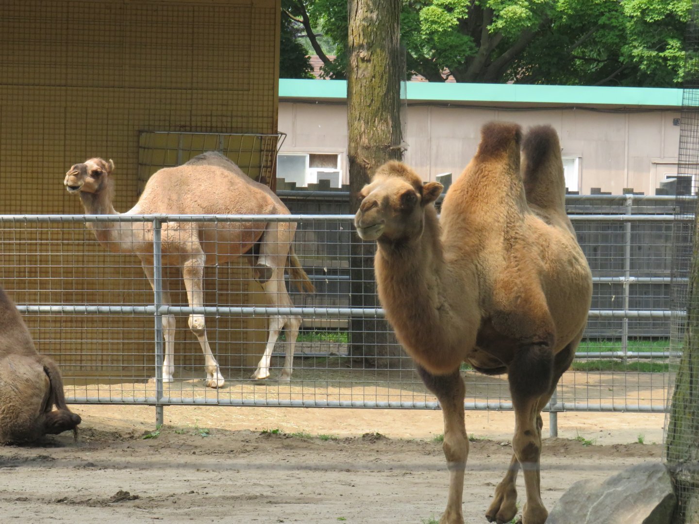 Both species of camel