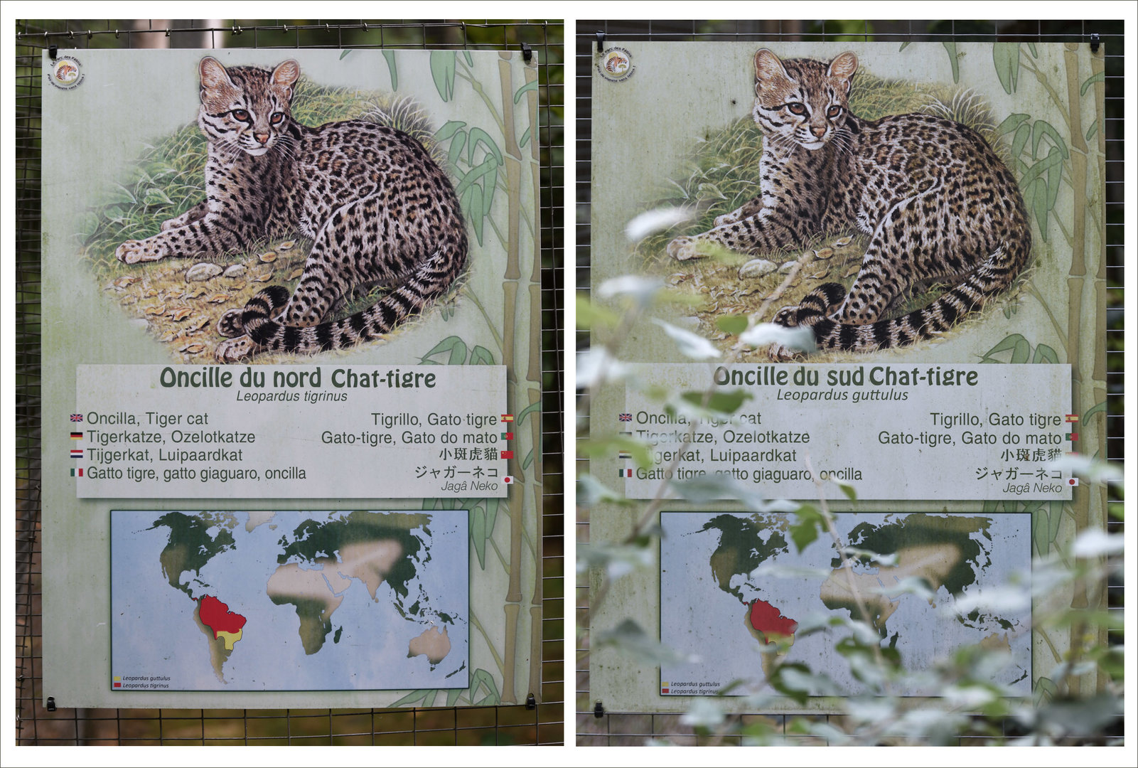 Both species of oncilla