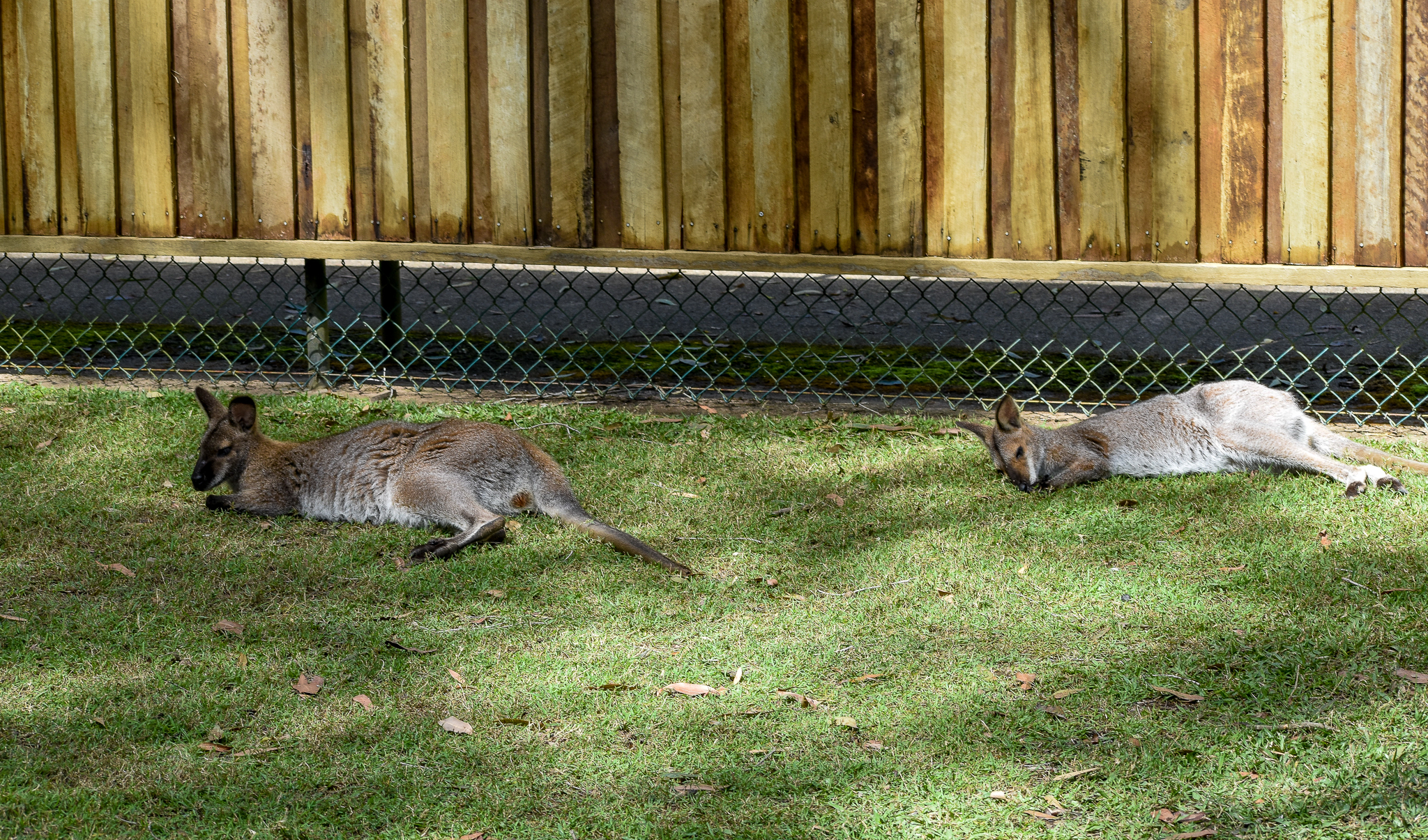 Both Subspecies of Red-necked Wallaby