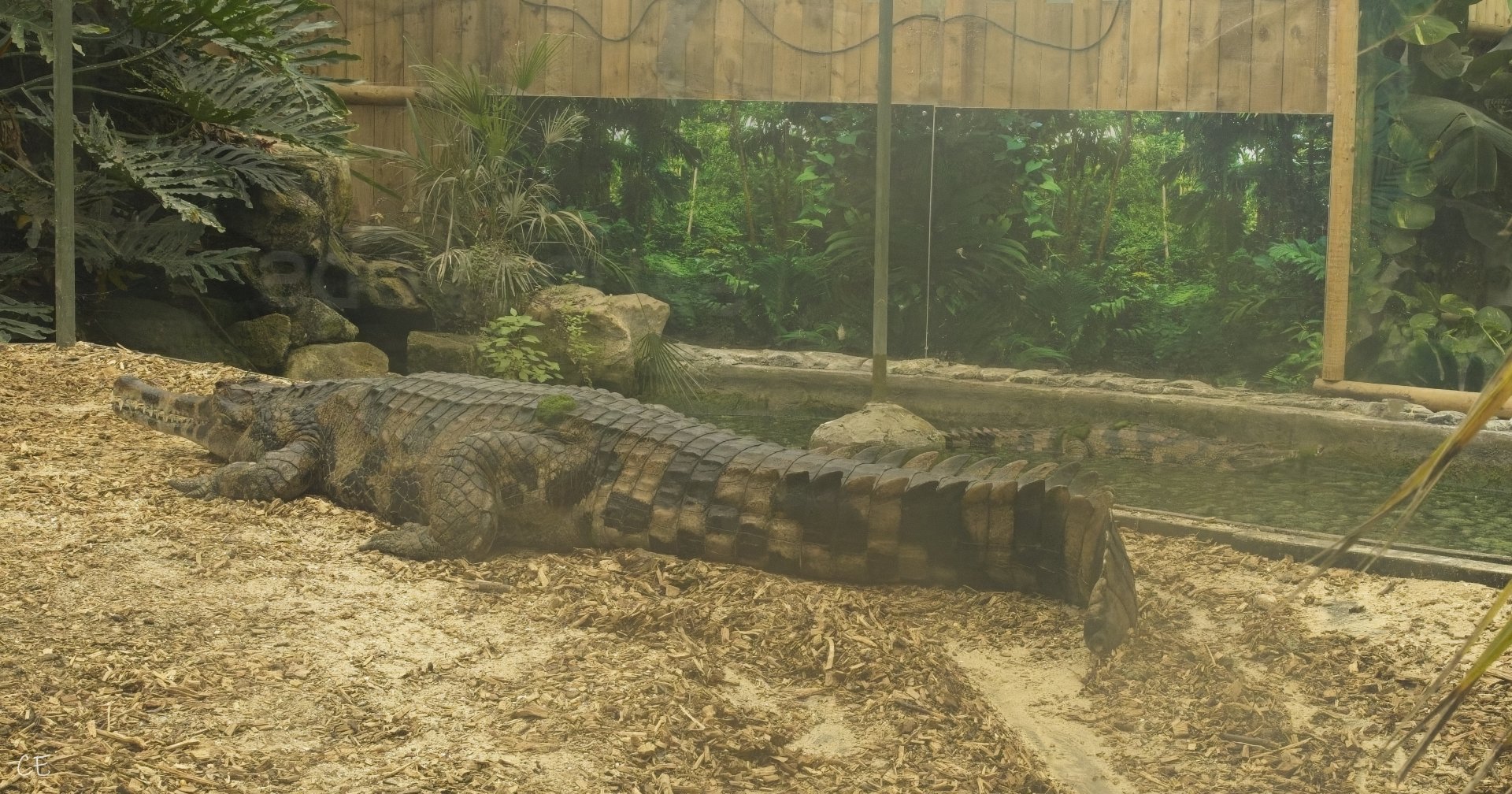 Both Tomistomas. (Tropical house)