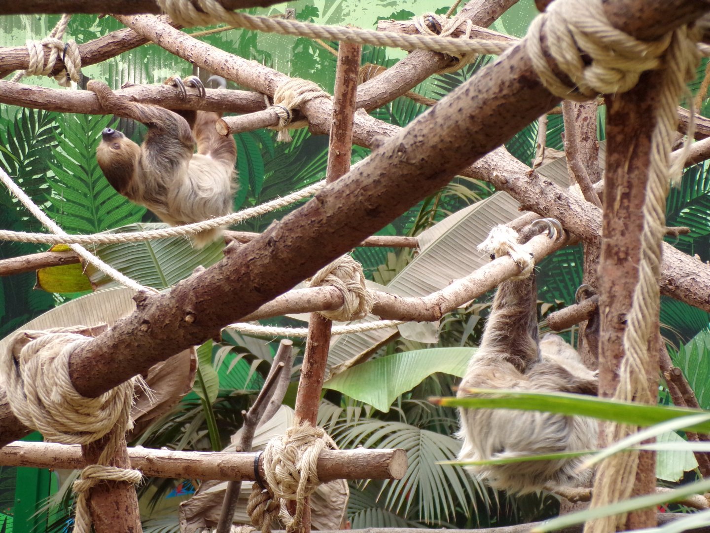 Both two toed sloths moving 14.8.23