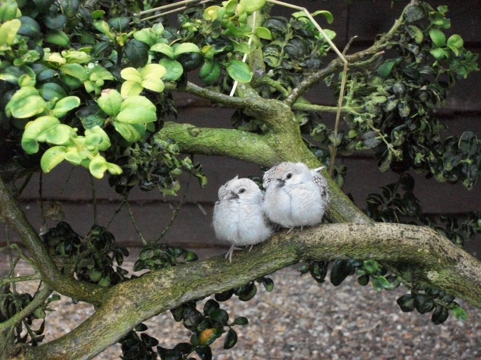 Both young Diamond Doves have emerged from the nest, 6th July 2014