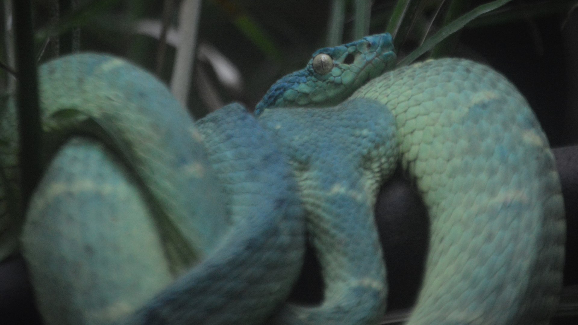 Bothriechis lateralis