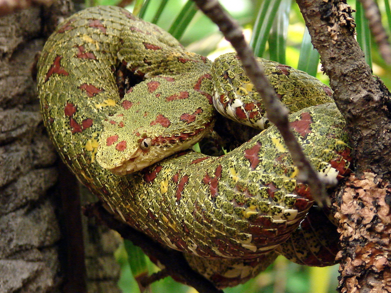 Bothriechis schlegelii / Eyelash palm pitviper