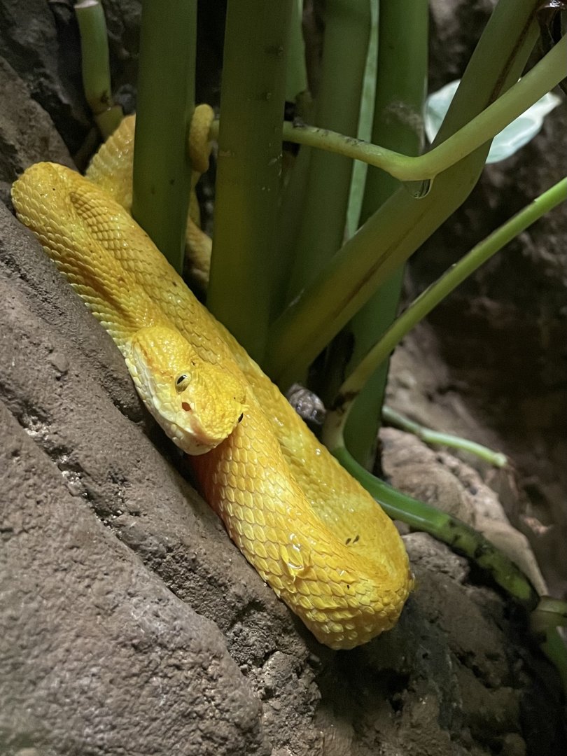 Bothriechis schlegelii