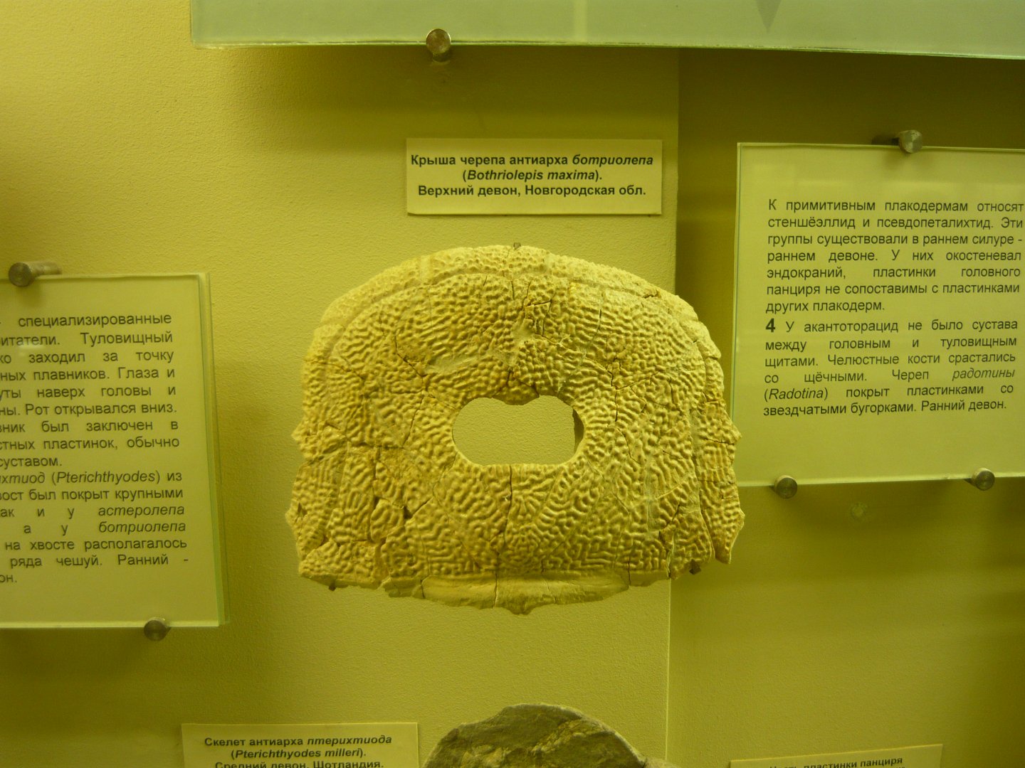 Bothriolepis maxima skull roof