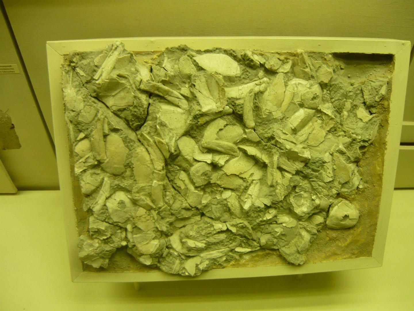 Bothriolepis panderi "graveyard"