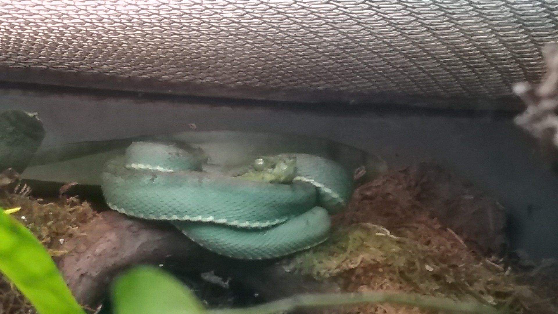 Bothriopsis bilineata