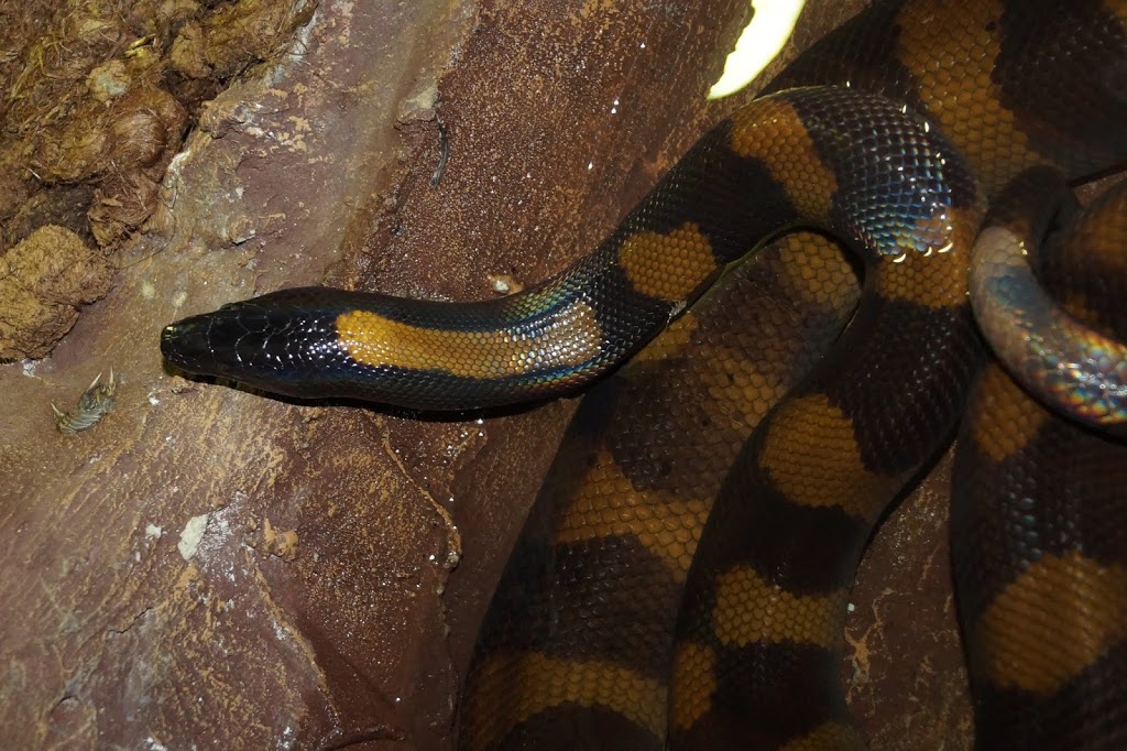Bothrochilus boa