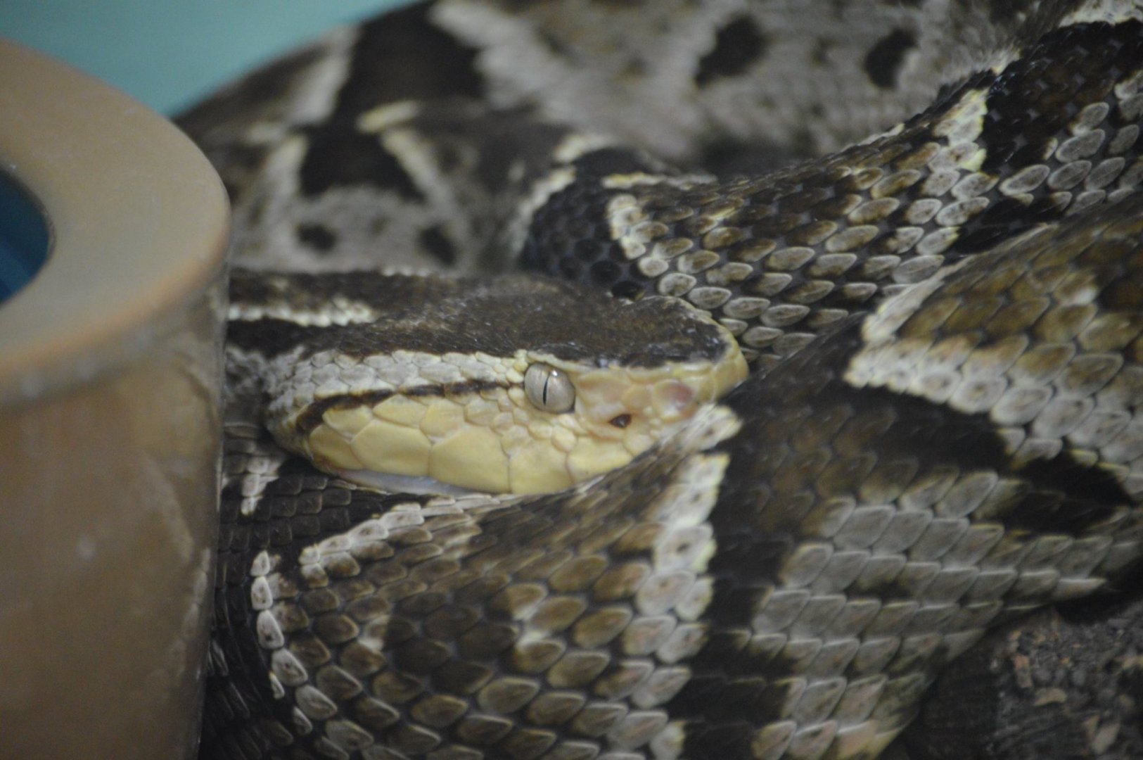Bothrops asper