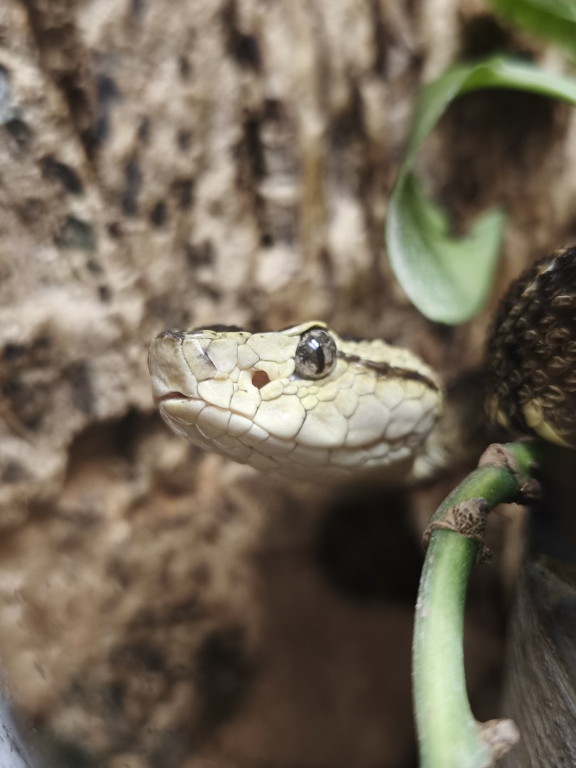 Bothrops asper