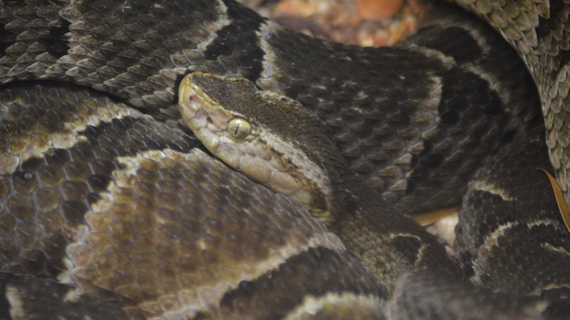 Bothrops moojeni