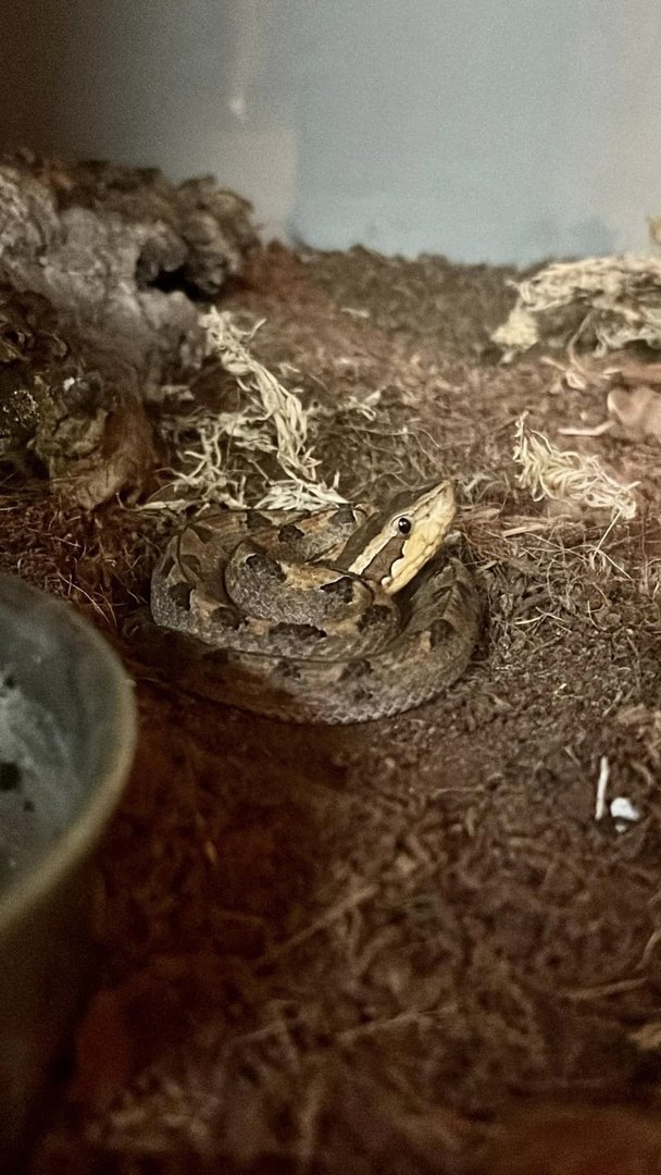 Bothrops Viper (Bothrops alternatus)