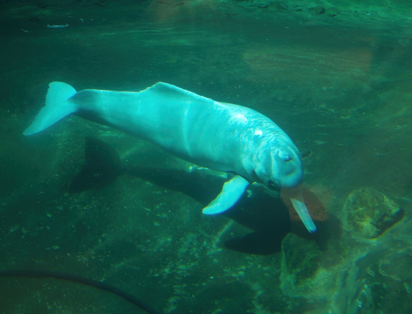 Boto/Orinoco dolphin (Inia geoffrensis humboldtiana) Baby, 2007-04-01