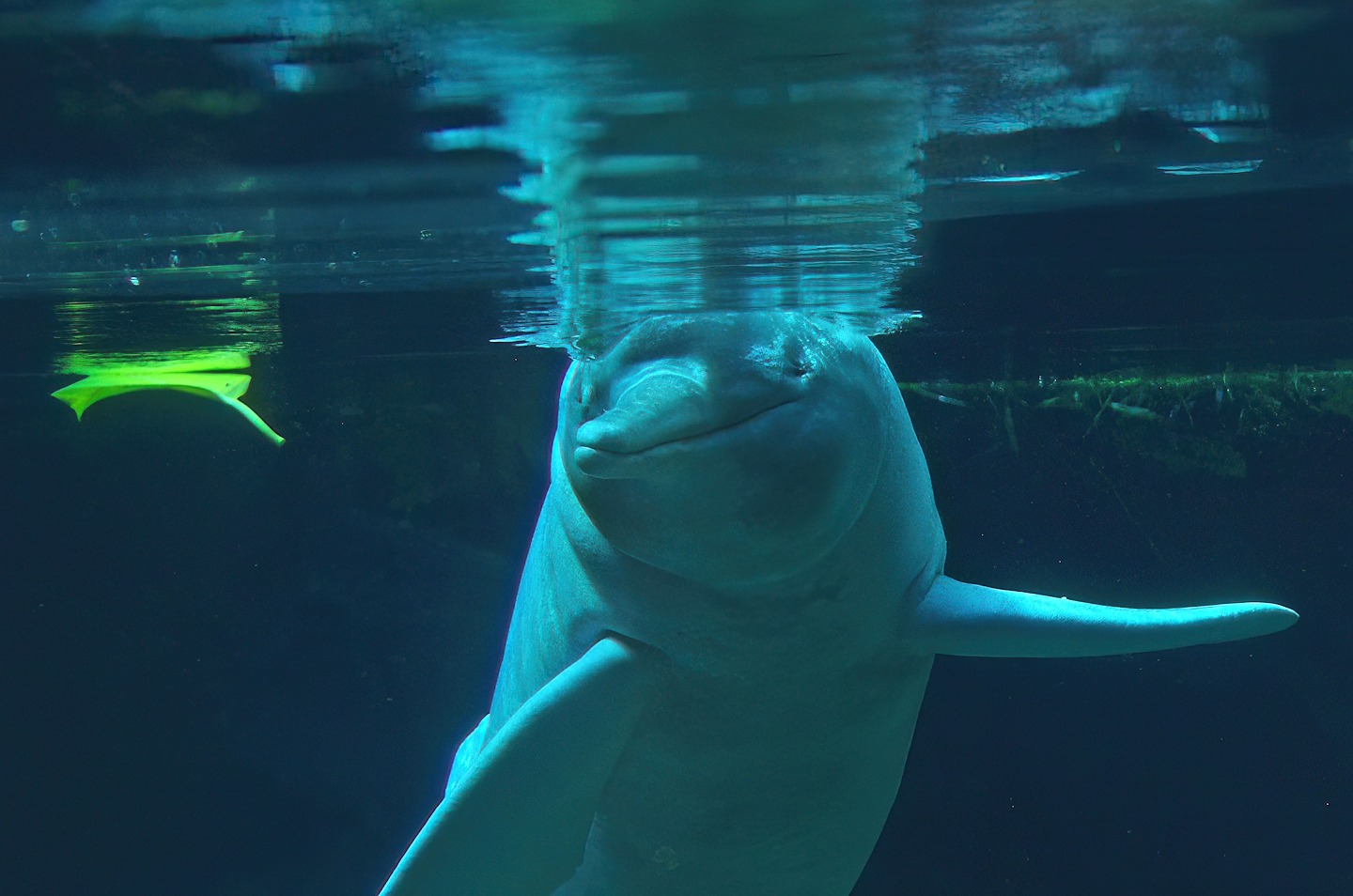 Boto/Orinoco dolphin (Inia geoffrensis humboldtiana) Baby, 2008-08-06