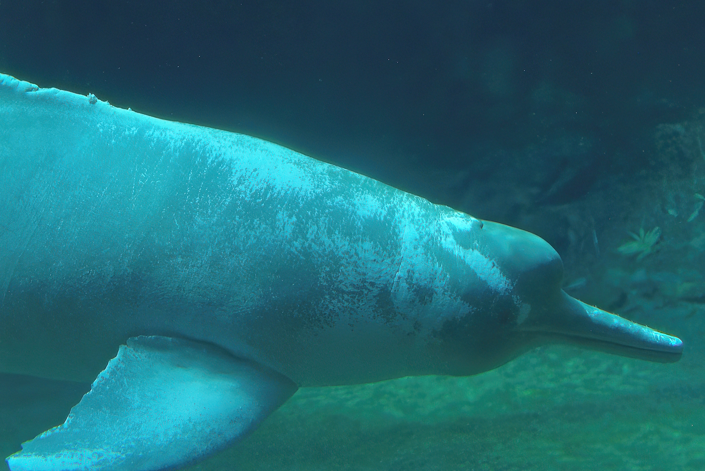 Boto/Orinoco dolphin (Inia geoffrensis humboldtiana) Baby, 2008-08-06