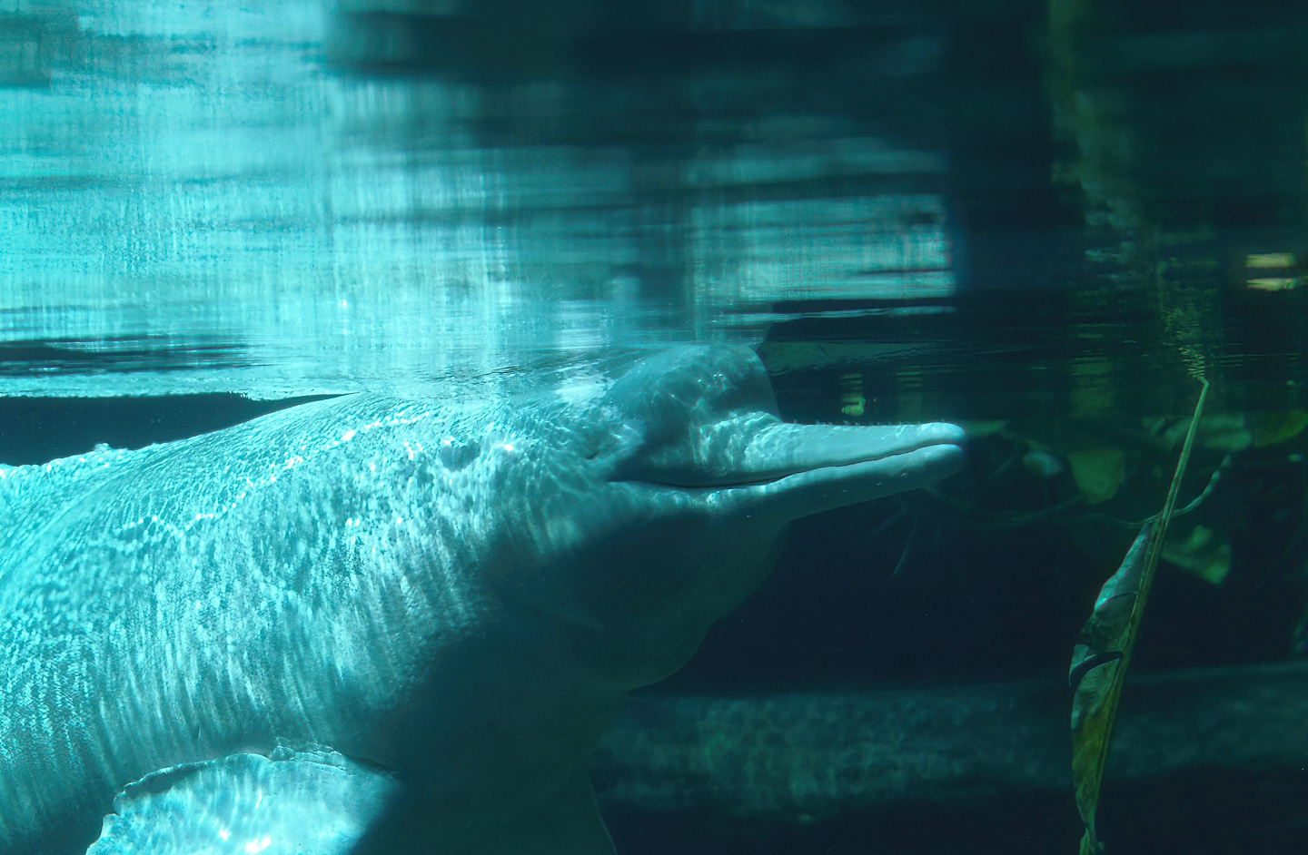 Boto/Orinoco dolphin (Inia geoffrensis humboldtiana) Baby, 2008-08-06