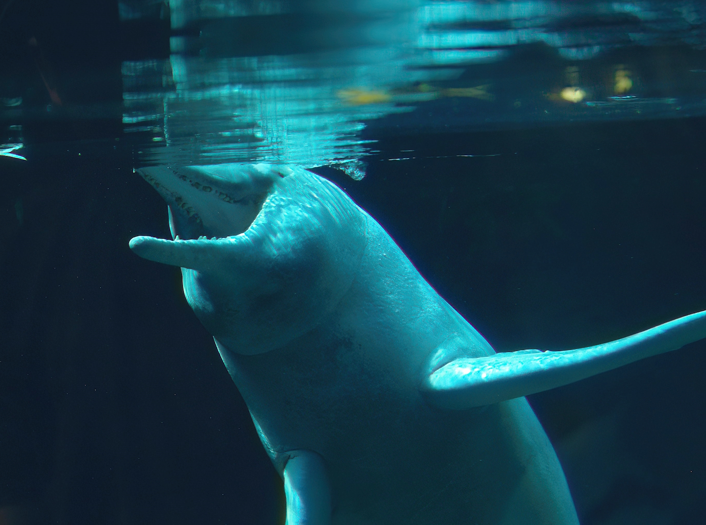 Boto/Orinoco dolphin (Inia geoffrensis humboldtiana) Baby, 2008-08-06