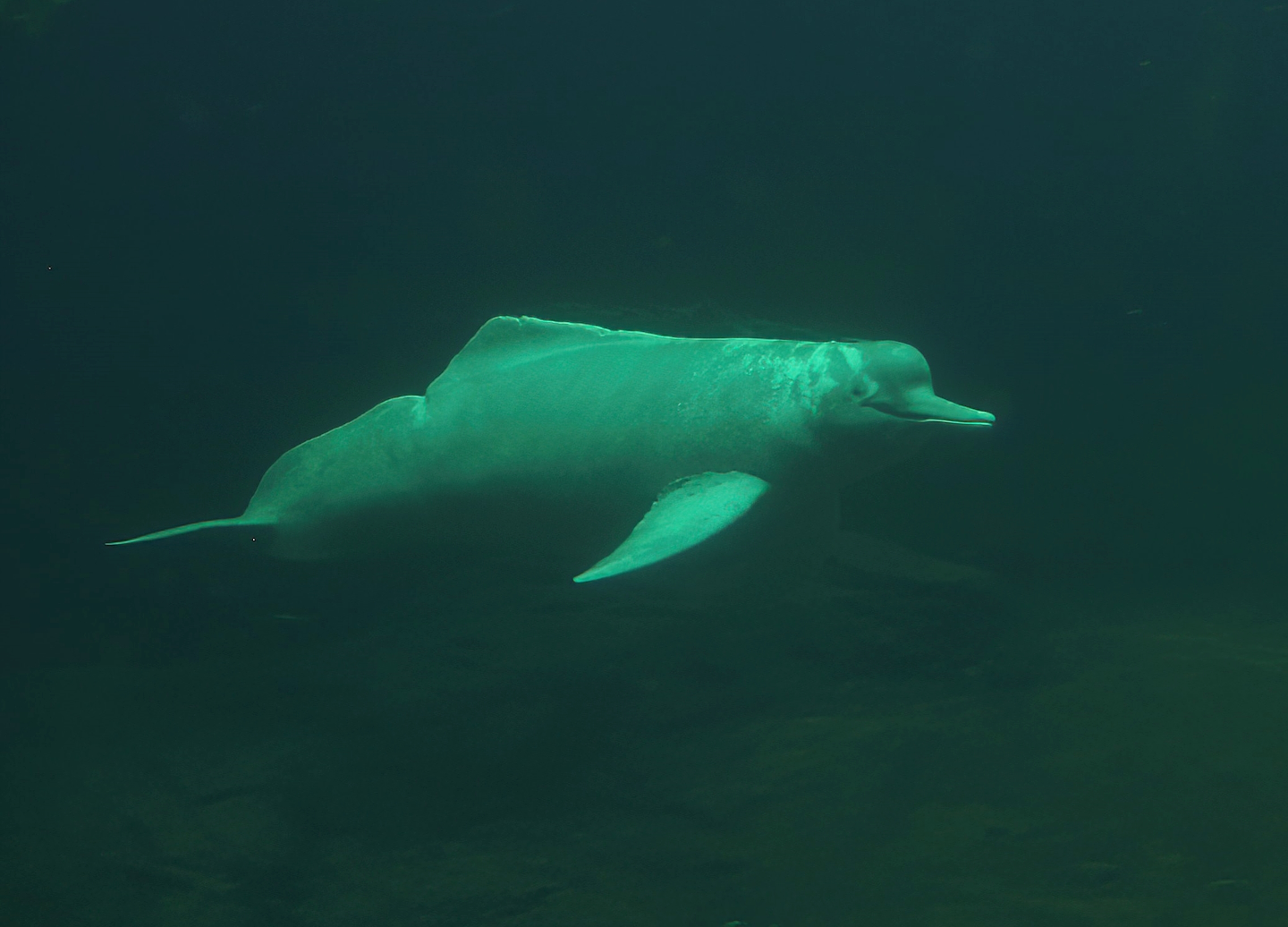 Boto/Orinoco dolphin (Inia geoffrensis humboldtiana) Baby, 2014-10-19
