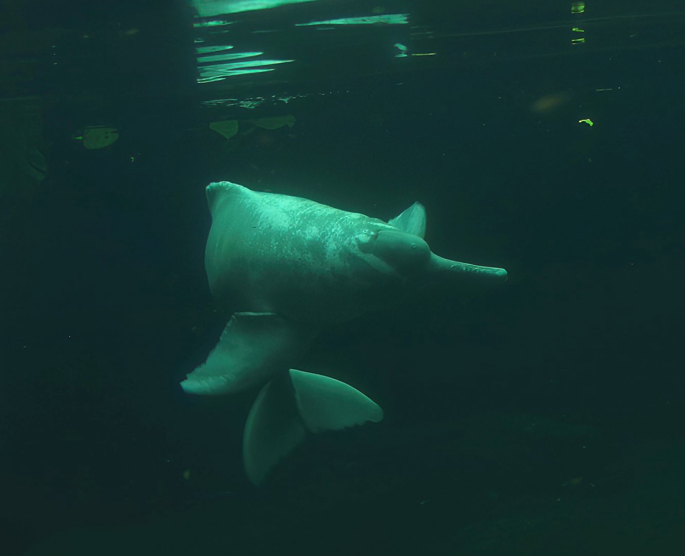 Boto/Orinoco dolphin (Inia geoffrensis humboldtiana) Baby, 2014-10-19