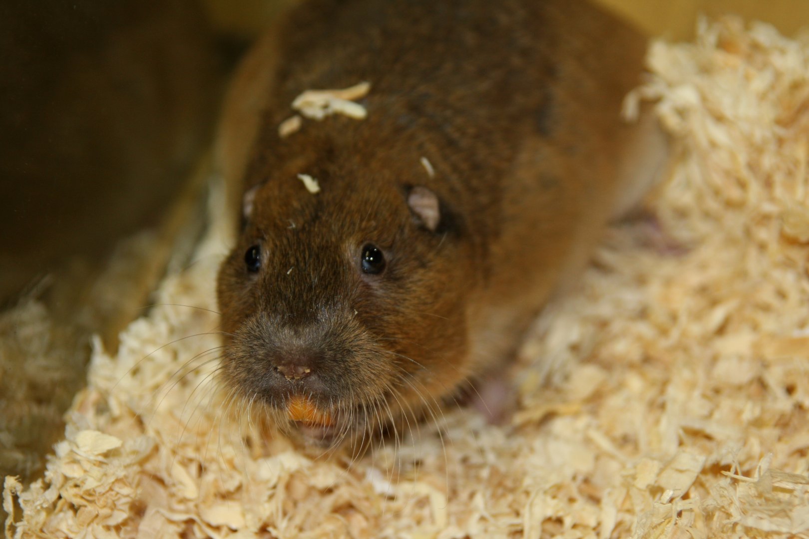 Botta's pocket gopher (Thomomys bottae) 2010