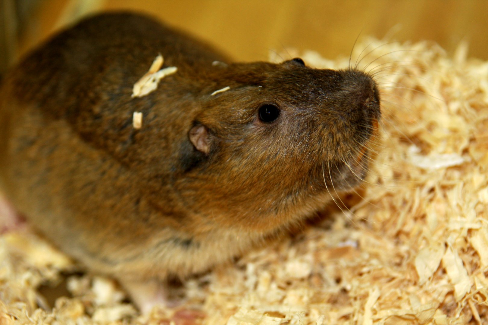 Botta's pocket gopher (Thomomys bottae) 2010
