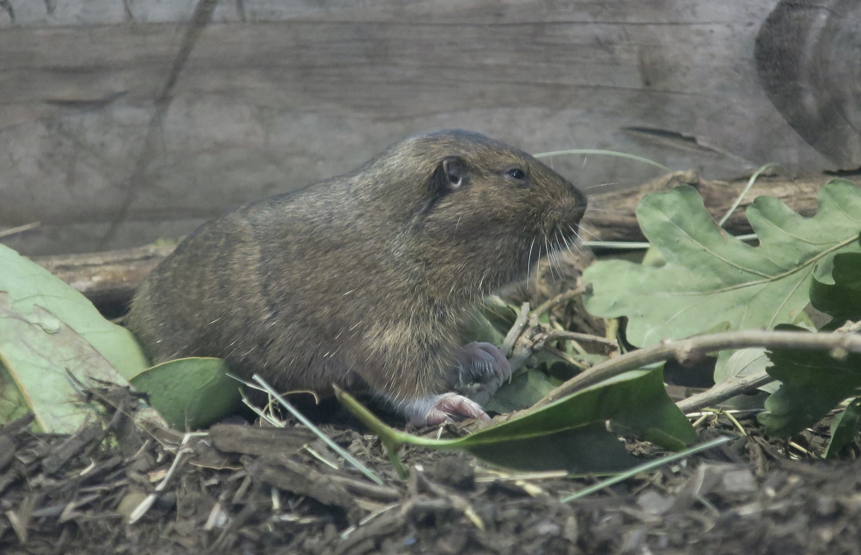 Botta's Pocket Gopher (Thomomys bottae) "Gaia"
