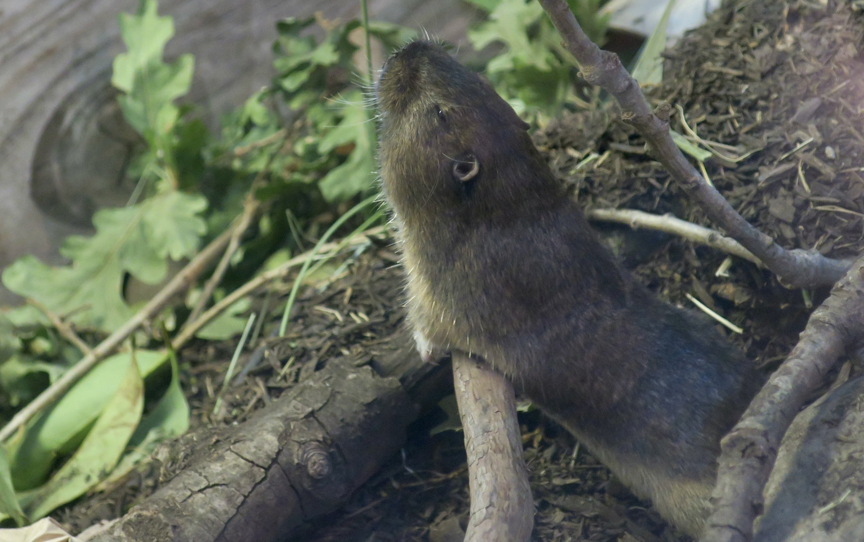 Botta's Pocket Gopher (Thomomys bottae) "Gaia"