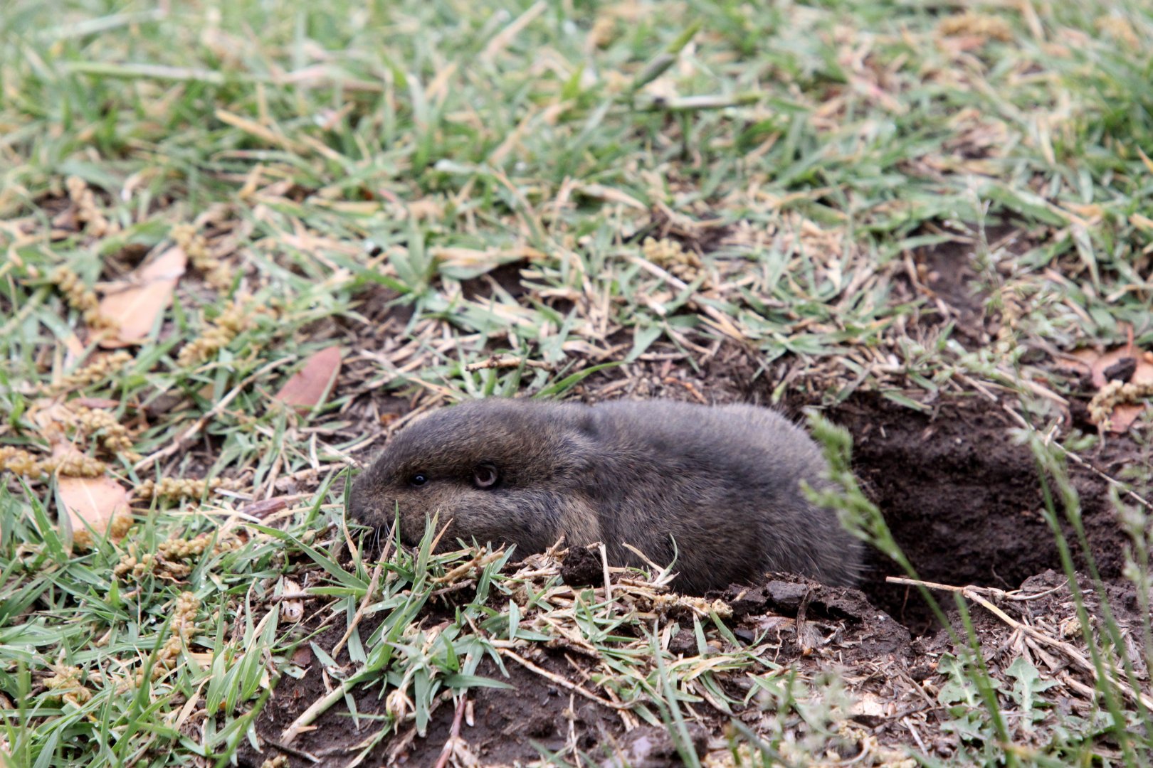Botta's pocket gopher (Thomomys bottae) or possibly southern pocket gopher (Thomomys umbrinus)