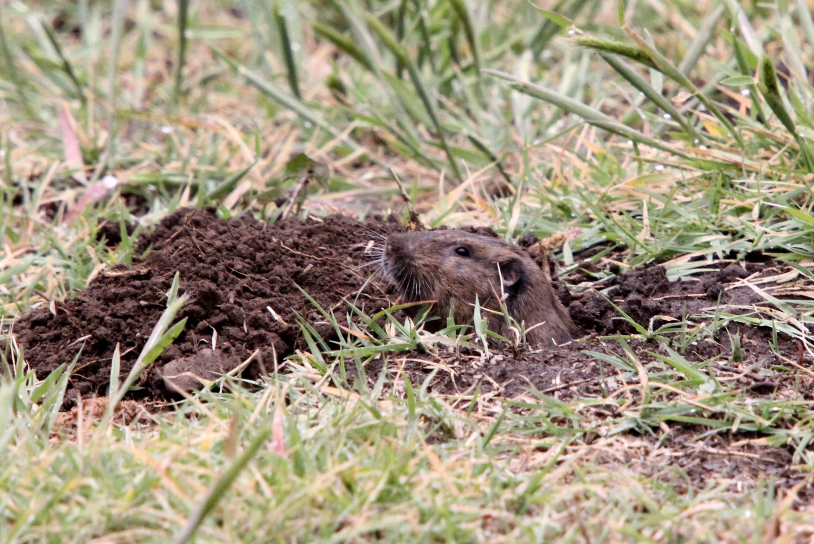 Botta's pocket gopher (Thomomys bottae)